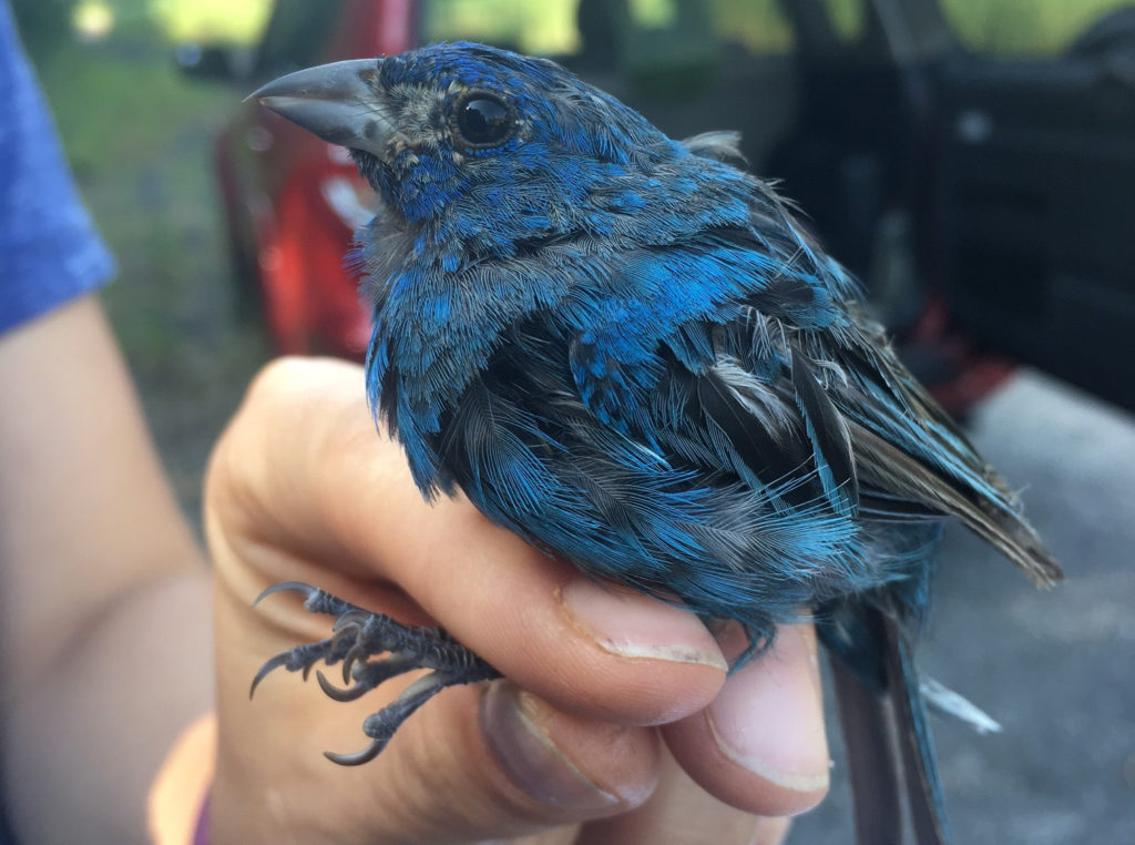 bird banding
