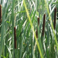 Cattails