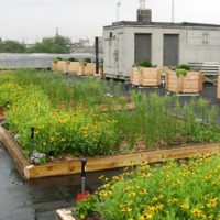 green roof