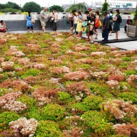 greenroof