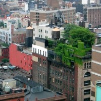 new-york-green-roof
