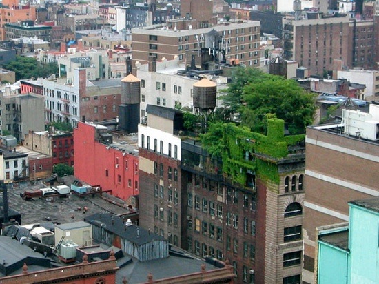 new-york-green-roof