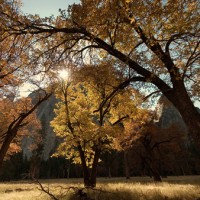 yosemite-trees