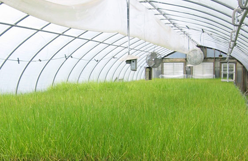 Inside one of the Greenbelt Native Plant Center's many greenhouses