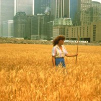 Agnes Denes Wheatfield–A Confrontation