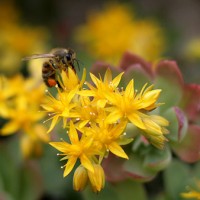 pollinator