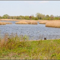 Paerdegat Basin