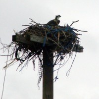 osprey2