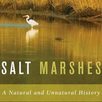 saltmarshes