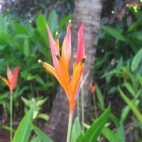 biodiversity