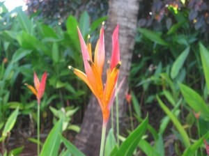 Bird of Paradise Flower