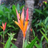 biodiversity