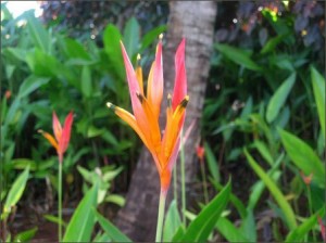 Bird of Paradise Flower