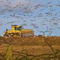 seagulls-at-dump
