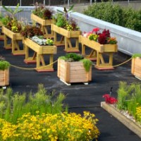 green_roof3_lg