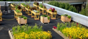 5 Borough building's green roof