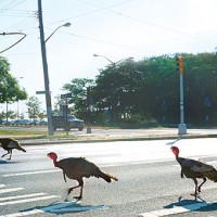 turkeys on seaview