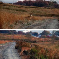 FK deer