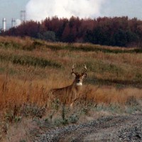 Freshkills Wildlife 1