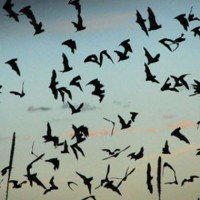 bats