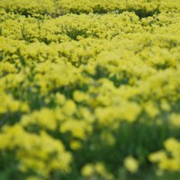 weeds-australia-yellow-flowers