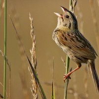 Henslow’s Sparrow
