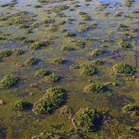 tree-islands-everglades