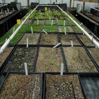 Propagation Greenhouse, Greenbelt Native Plant Center