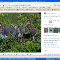 herons