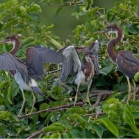 herons