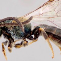 09-cityroom-bees-blog480