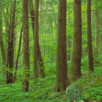 forest interior