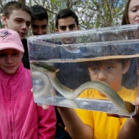 NYT Staten Island Eel