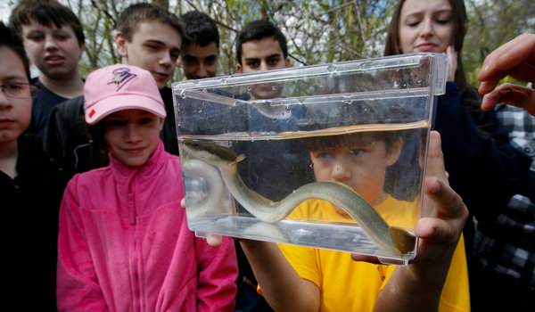 NYT Staten Island Eel