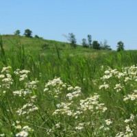 Wildflowers and meadow, North Park