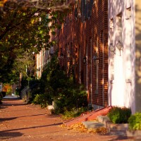 Street trees, Baltimore MD. Photo by Flickr user  __Jens__
