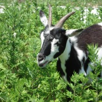 Goat grazing at Norman J. Levy Park & Preserve