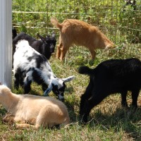 Goats grazing at Norman J. Levy Park & Preserve