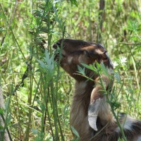 Goat eating mugwort.