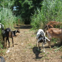 Goats Grazing at North Park