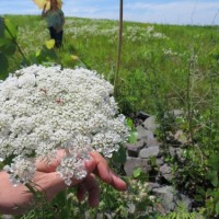 Queen Anne’s Lace, East Park