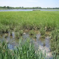 Wetland habitat at Freshkills Park, Staten Island, NY