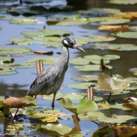 Yellow-crowned Night Heron (Nyctanassa violacea), Jamaica Bay Wildlife Refuge, NY