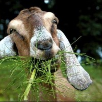 A goat grazing