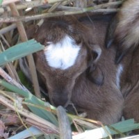 Site Visit 7.06.12 Baby goat 030
