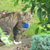 cat-blog480