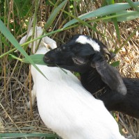 6.21.12 Goats at Wetland Restoration 015
