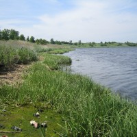 Wetlands conditions before restoration project