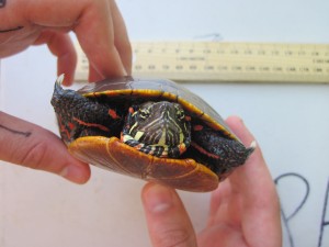 Pond Turtles - Painted Turtle