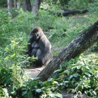 animals-q-c-640-480-2